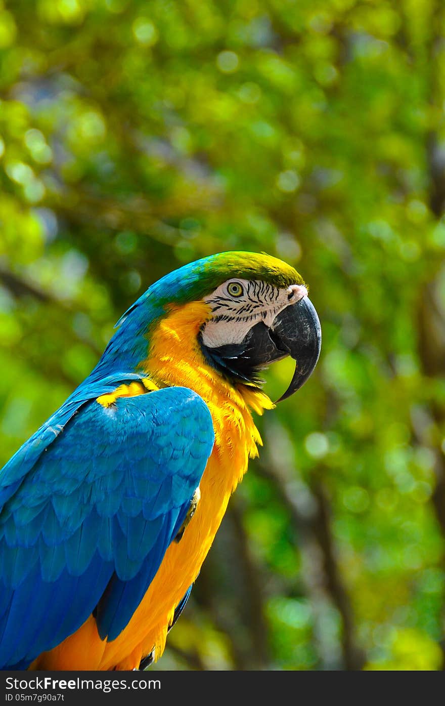 Macaw looking at camera.