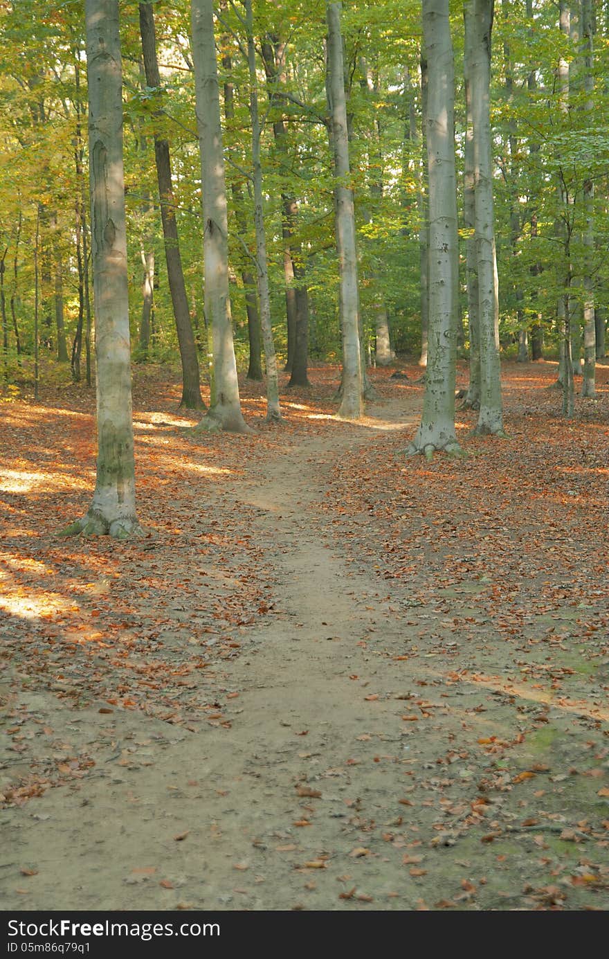 Forest path, pathway, trees