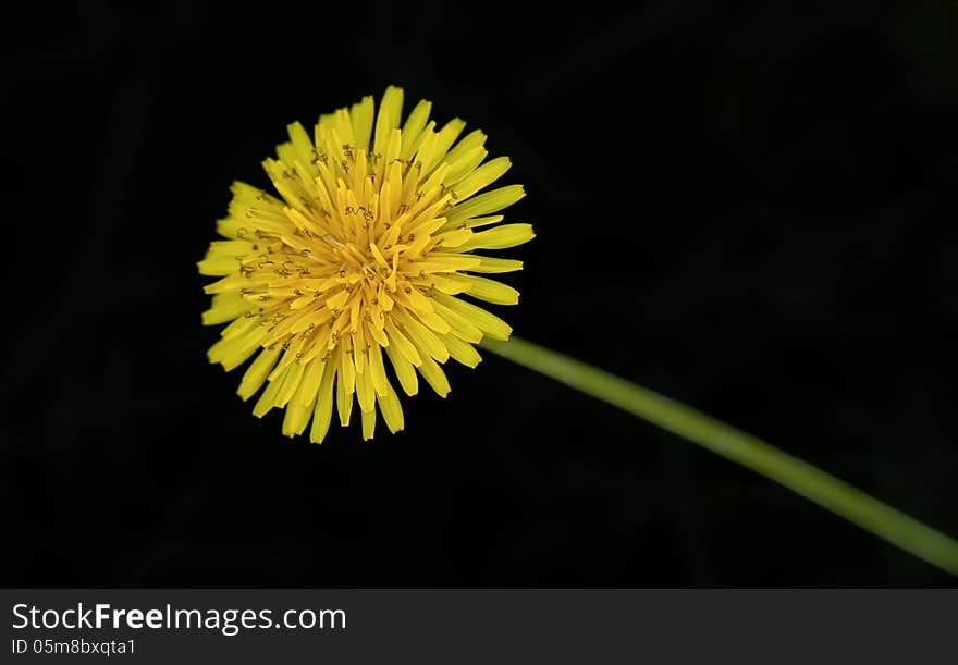 Picture of dandelion in dark place