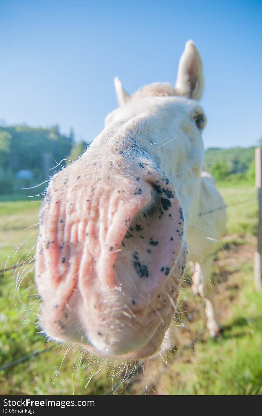 Funny white horse portrait up close