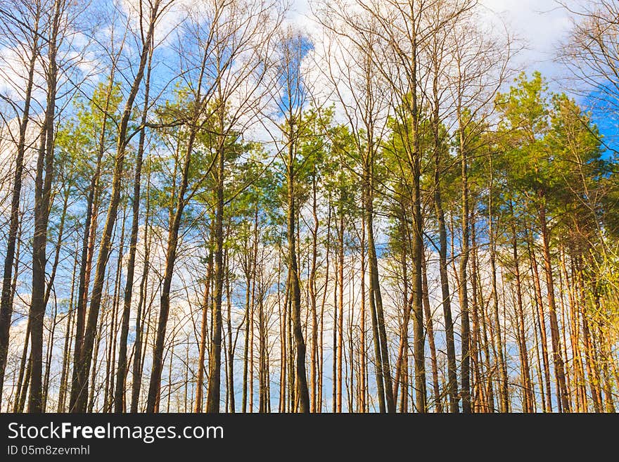 Crones Of Trees With Bright Spring Foliage. Crones Of Trees With Bright Spring Foliage