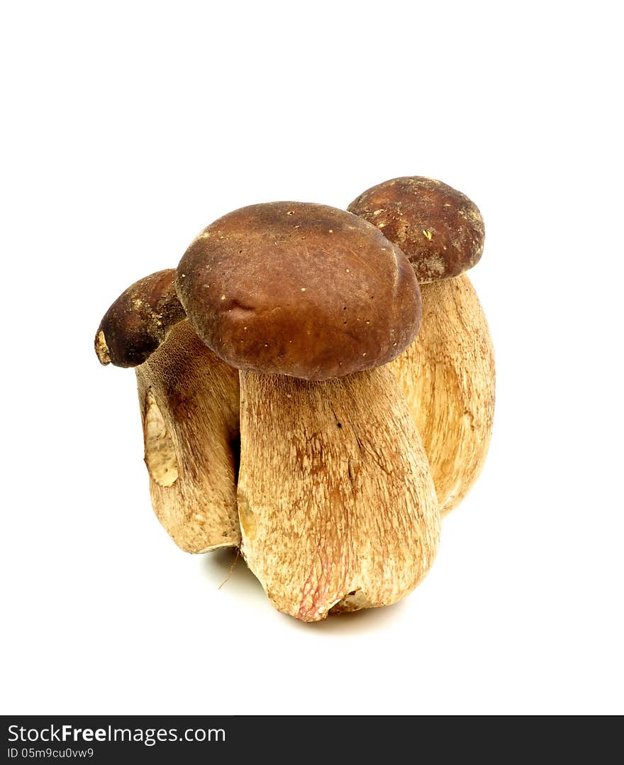 Porcini Mushrooms