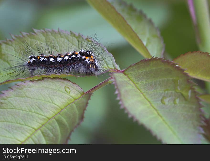 Caterpillar Lymantriidae often give outbreaks and are dangerous pests forestry. Caterpillar Lymantriidae often give outbreaks and are dangerous pests forestry.