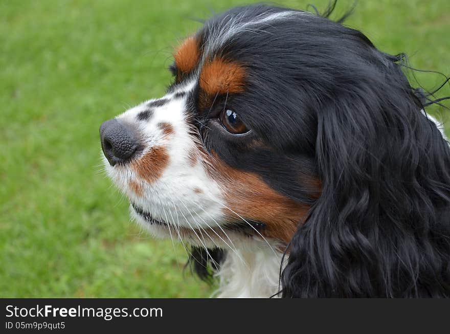 Detail of a cavalier-dog head. Detail of a cavalier-dog head