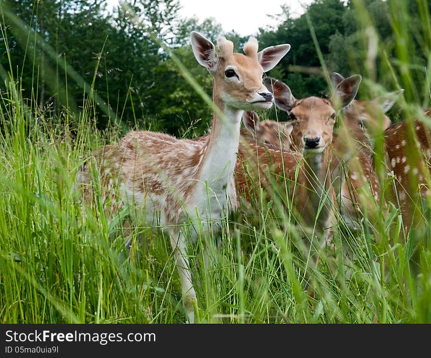 Fallow deer