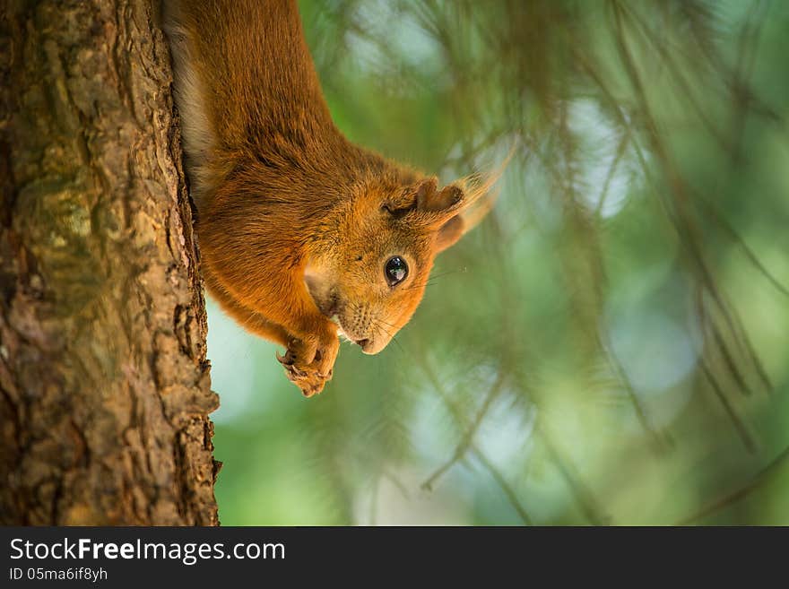 Squirrel eats a nut in the grass