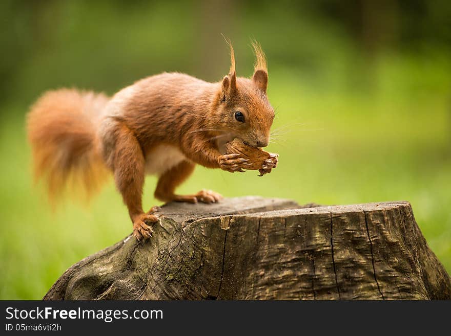 Squirrel eats a nut in the grass