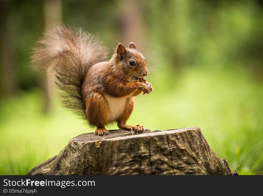 Squirrel eats a nut in the grass