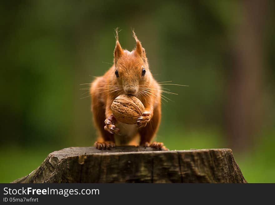 Squirrel eats a nut in the grass