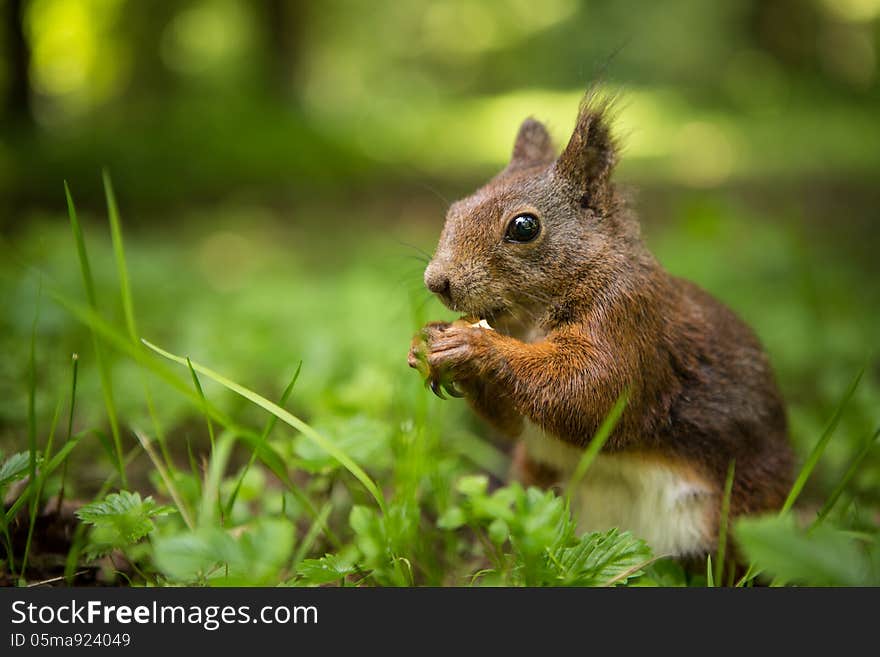 Squirrel eats a nut in the grass