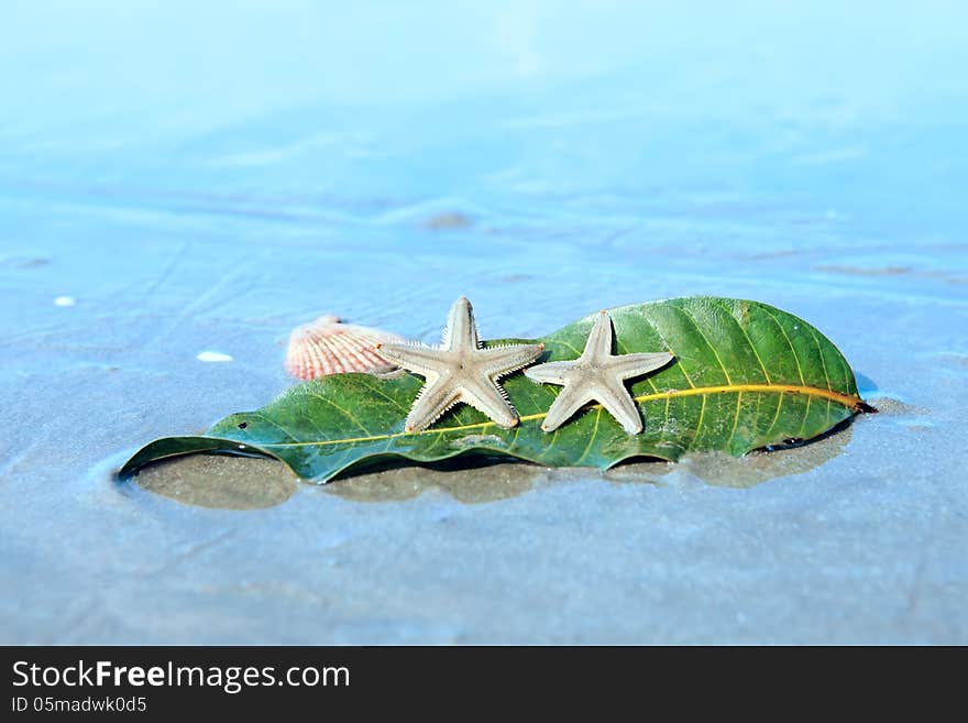 Starfishes , sea shell and leaf on the wet sand. Summer vacation background. Starfishes , sea shell and leaf on the wet sand. Summer vacation background