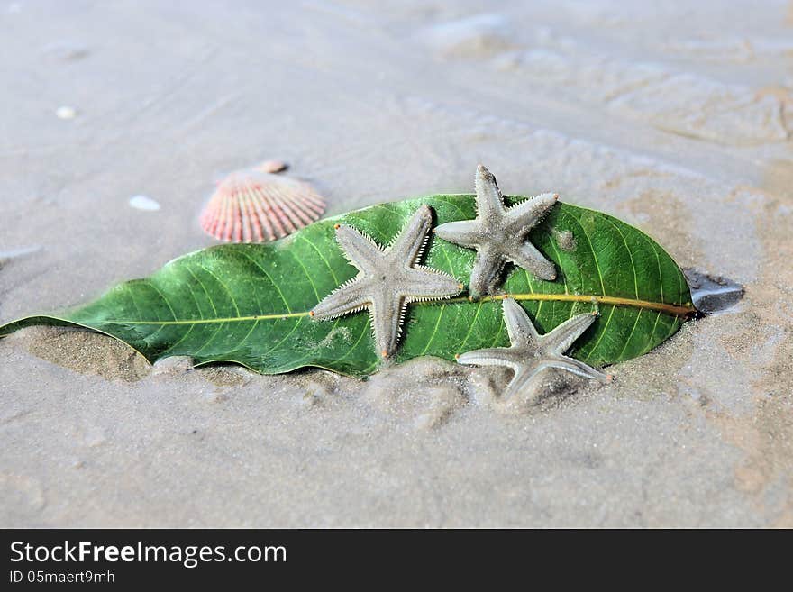 Starfishes , sea shell and leaf on the sand Summer vacation background. Starfishes , sea shell and leaf on the sand Summer vacation background