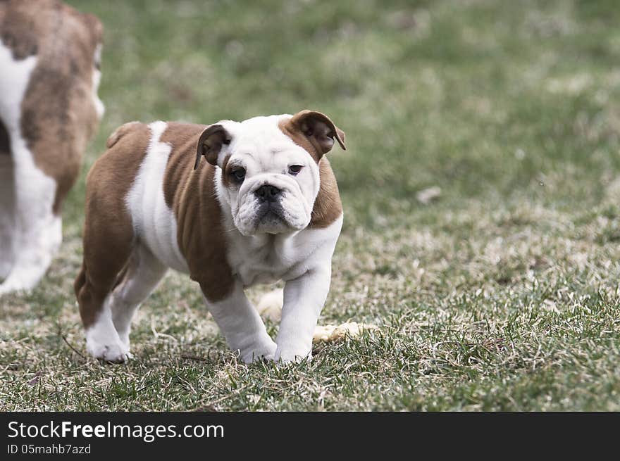 Female Bulldog puppy outside