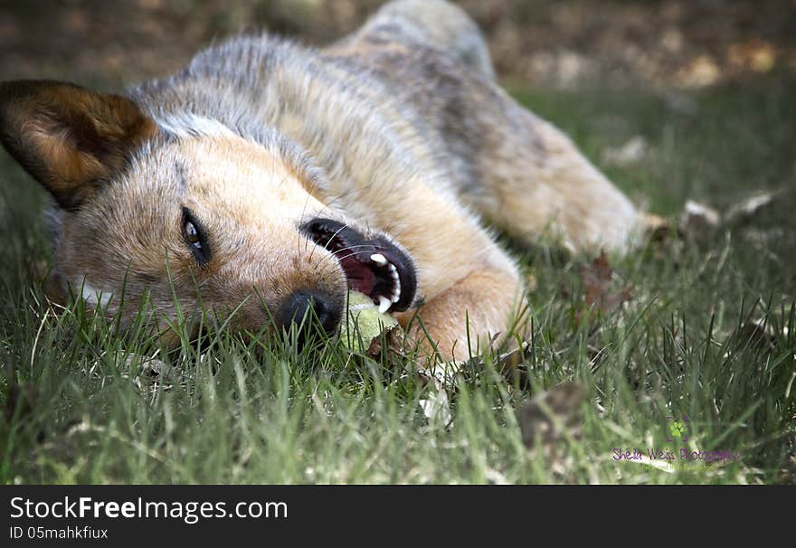 Red Heeler in the grass