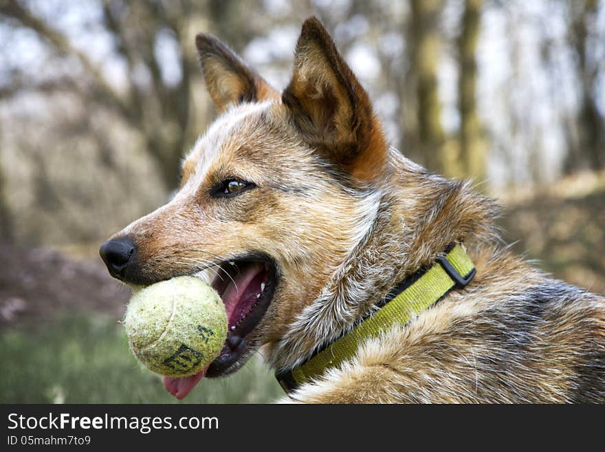 Red Heeler outside with her tennis ball. Red Heeler outside with her tennis ball