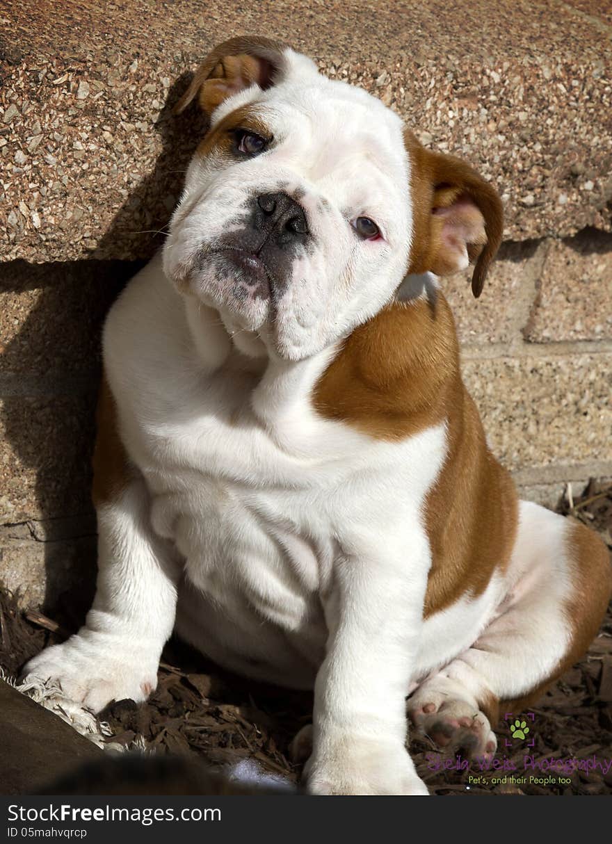 Bulldog puppy sitting outside, looking sleepy. Bulldog puppy sitting outside, looking sleepy