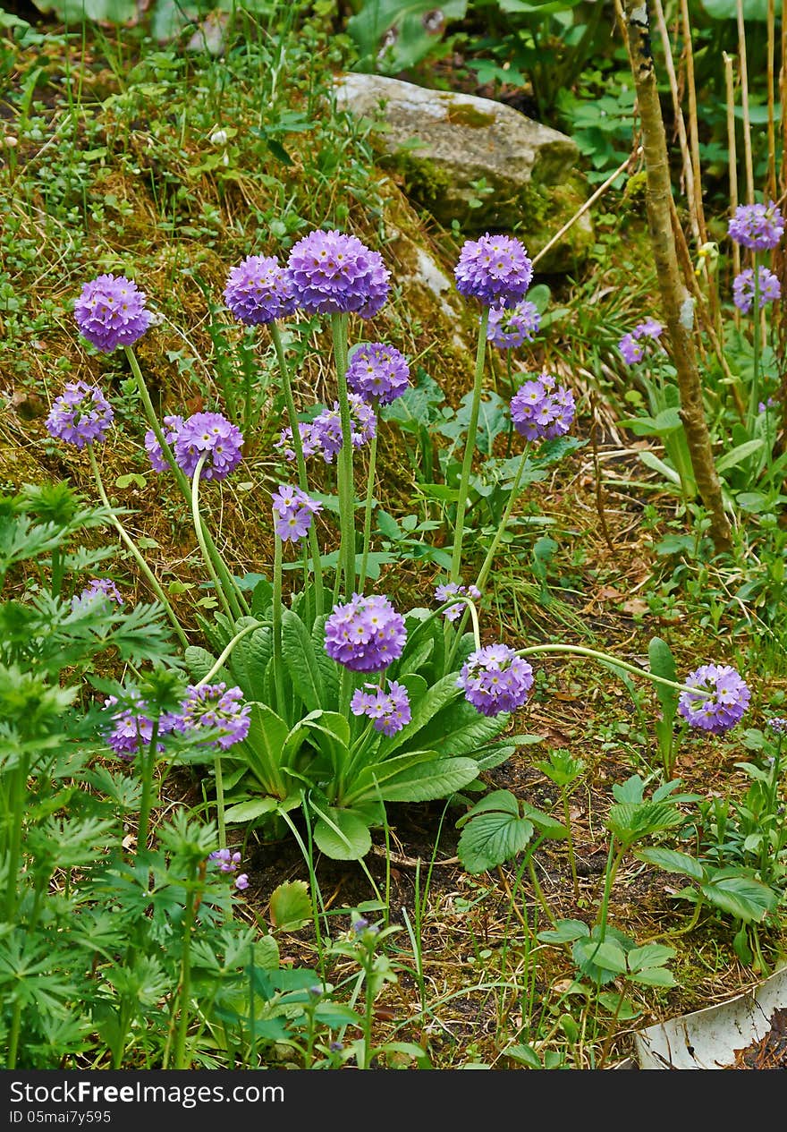 Spring flowers