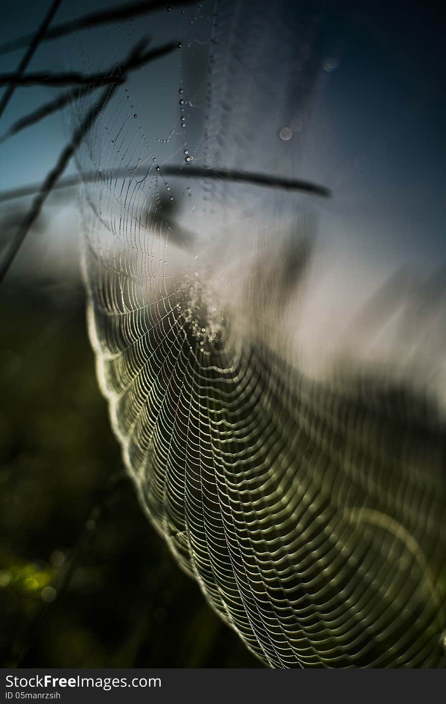 Colorful spider web