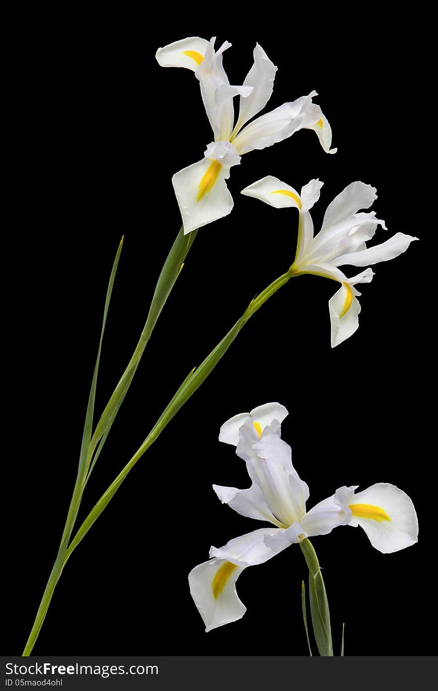 Lilies On Black Background