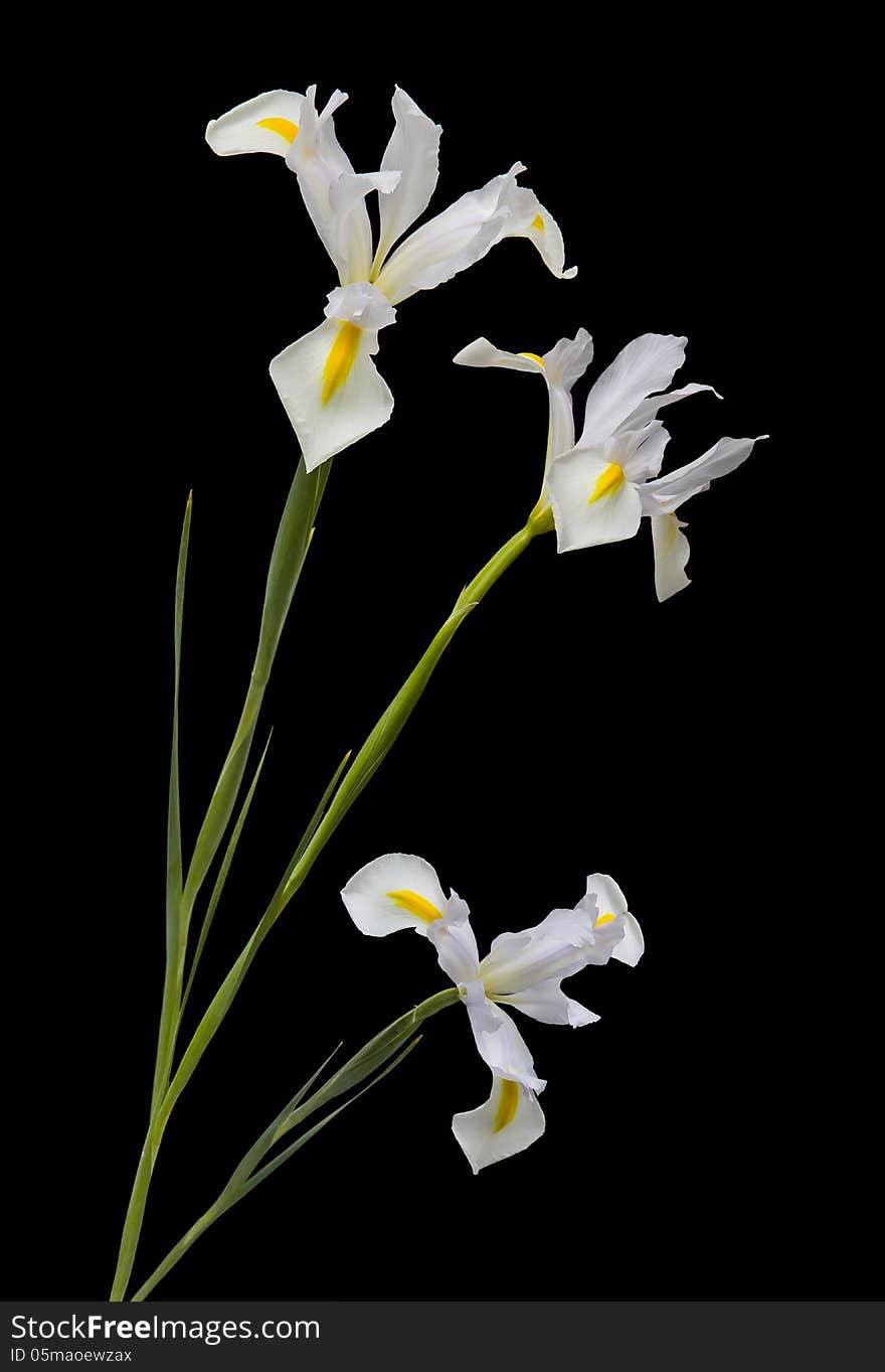 Lilies On Black Background