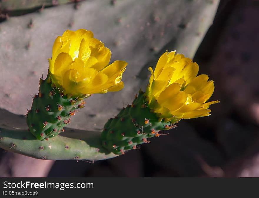 Yellow flowers on a green tropical cactus at sun. Yellow flowers on a green tropical cactus at sun...