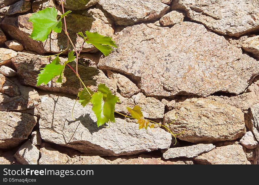 Green branch of grapes on the background wall