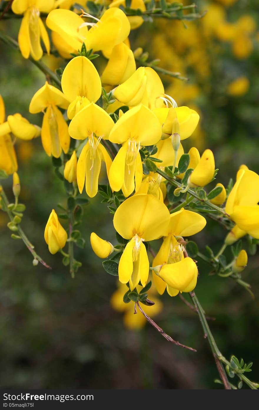 Yellow wild gorse flower