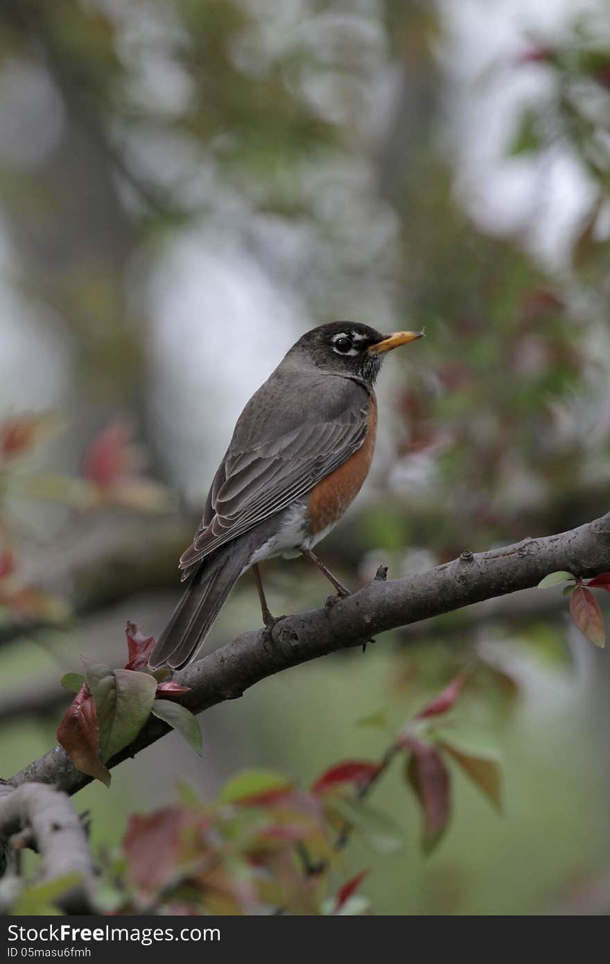 American robin in our yard.