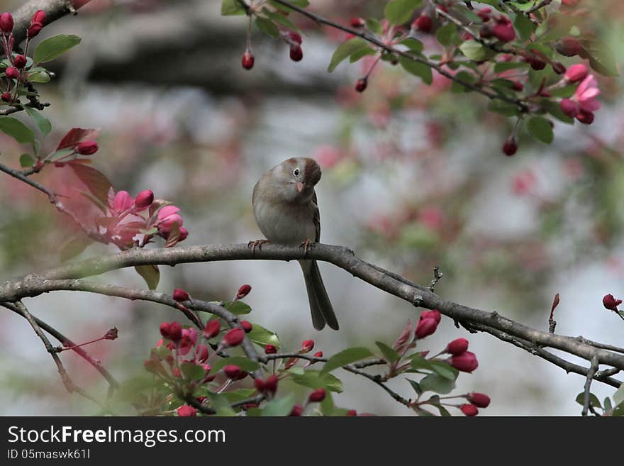 Field Sparrow