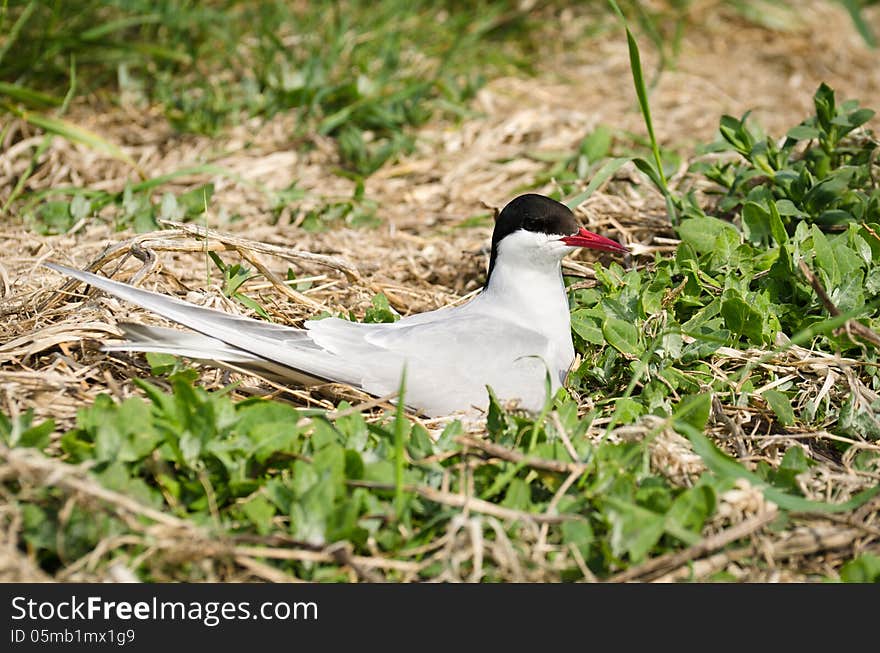 Arctic Tern On Nest