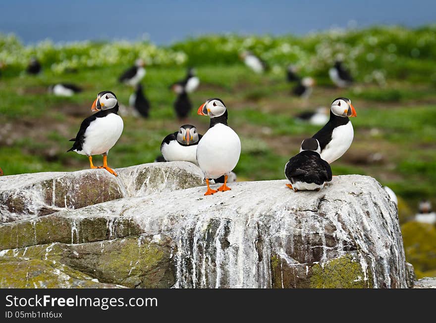 Puffins On The Farne Islands