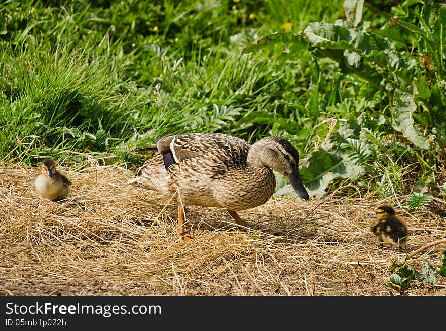 Female Mallard Duck with chicks