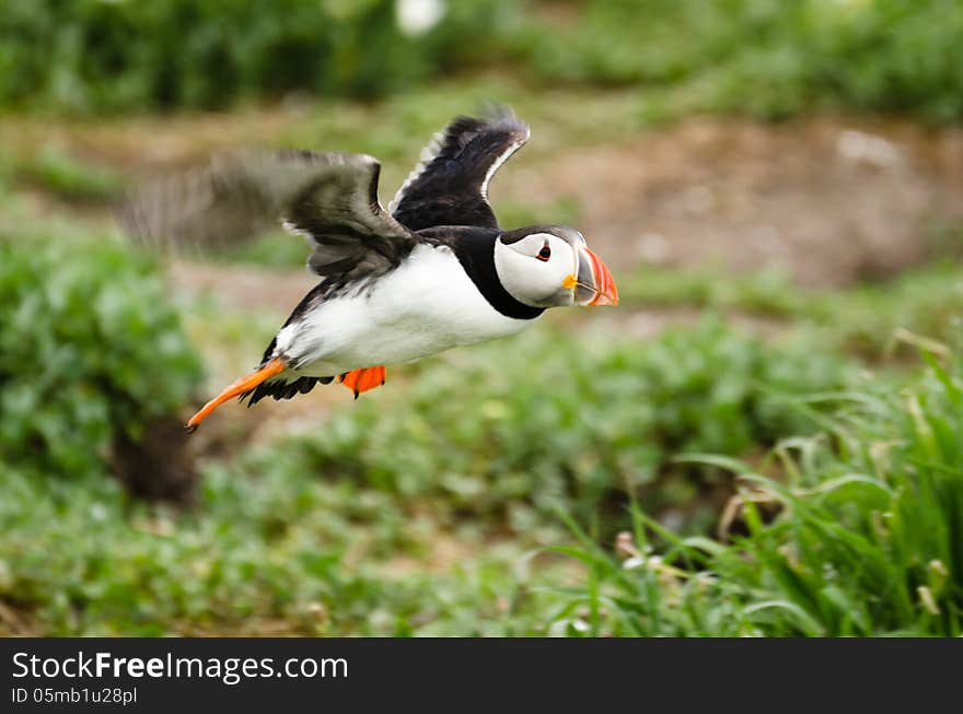 Puffin in flight