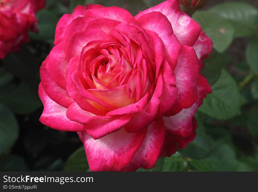 Hot pink flower tea-hybrid rose , blooming in the garden . Photographed close-up on the background of green leaves. Hot pink flower tea-hybrid rose , blooming in the garden . Photographed close-up on the background of green leaves.