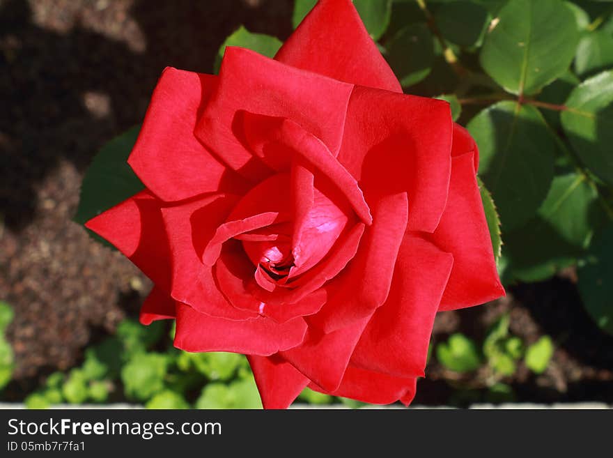 Beautiful blossoming rose against the green of the leaves