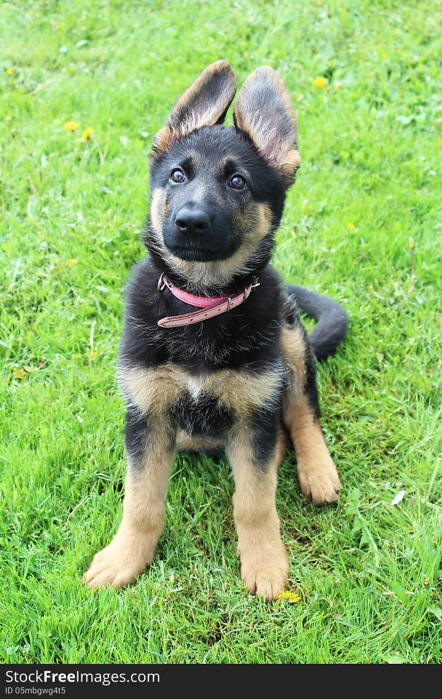 German Shepherd puppies