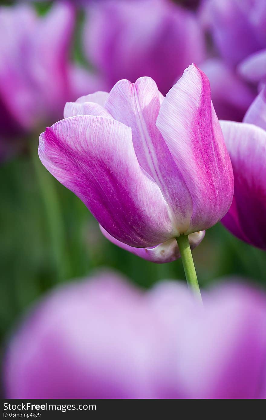 Purple tulips