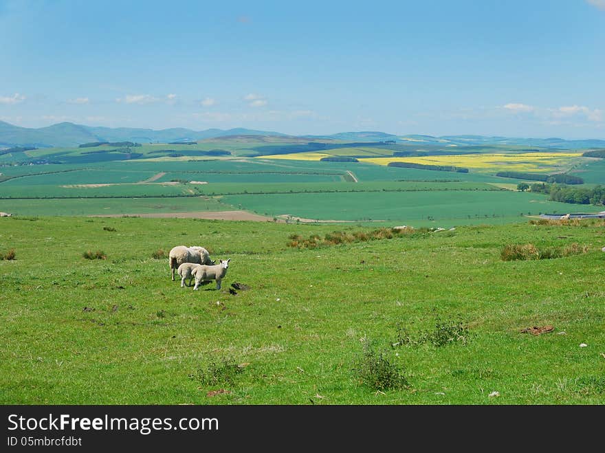 Looking north with sheep grazing, Northumberland