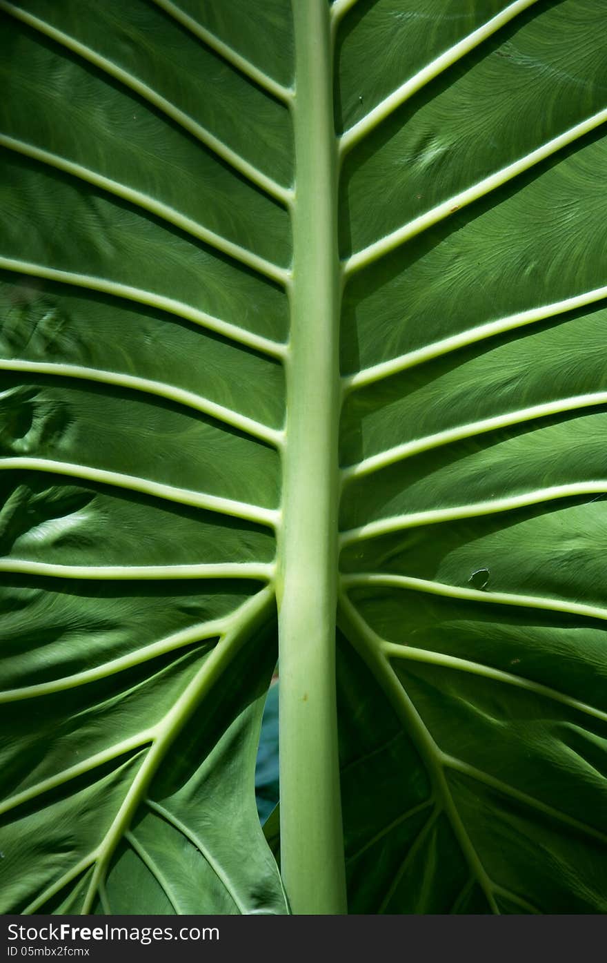 Large green leaf with veins, closeup, vertical image.