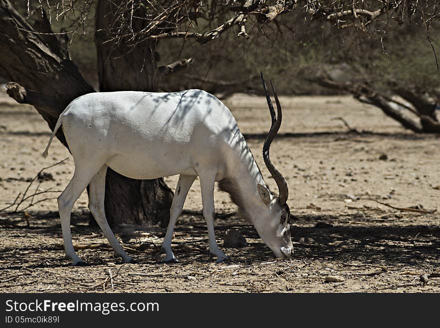 The Scimitar Horned Addax