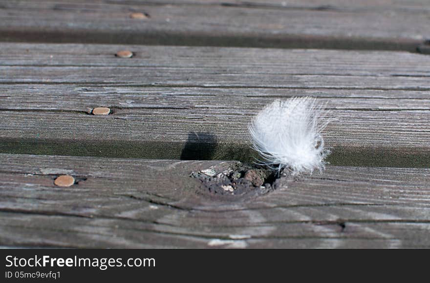 White feather on old rustic wood planks