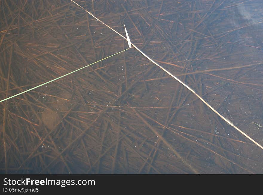 Reeds on and below still water surface, Lake Vanern, Varmland, Sweden. Reeds on and below still water surface, Lake Vanern, Varmland, Sweden.