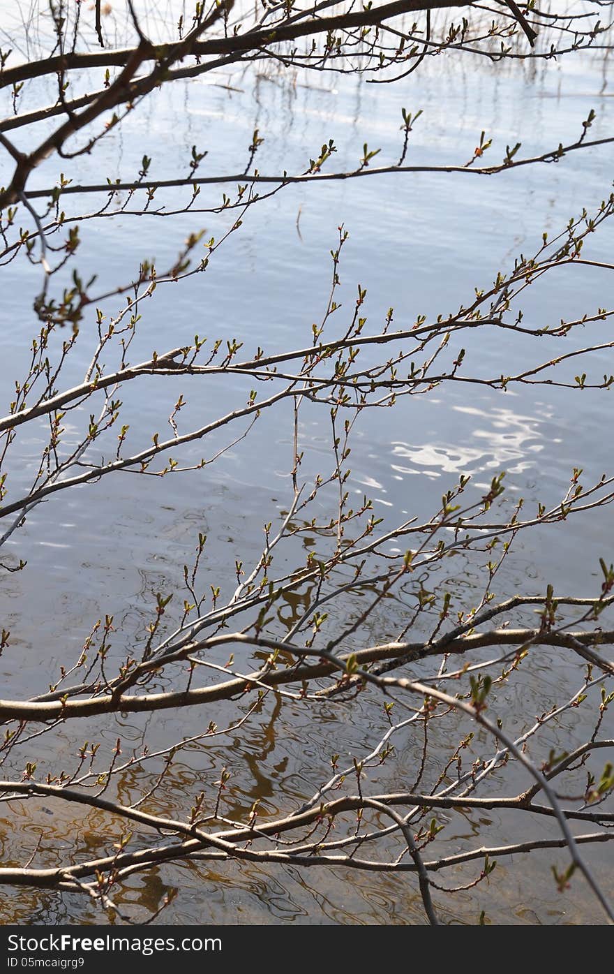 Spring tree by the lake in April outside Stockholm, Sweden.