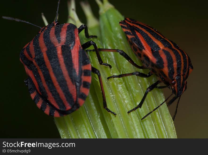 Pentatomidae Graphosoma Lineatum, Red And Black Striped Minstrel Bug Macro.