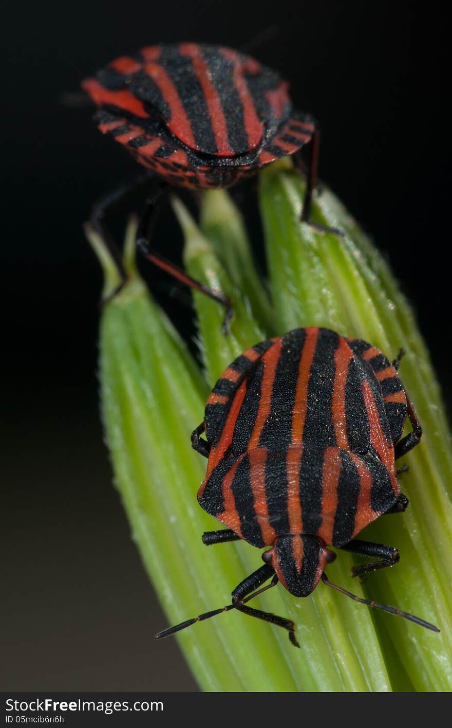 Red and black striped minstrel bug vertical macro.