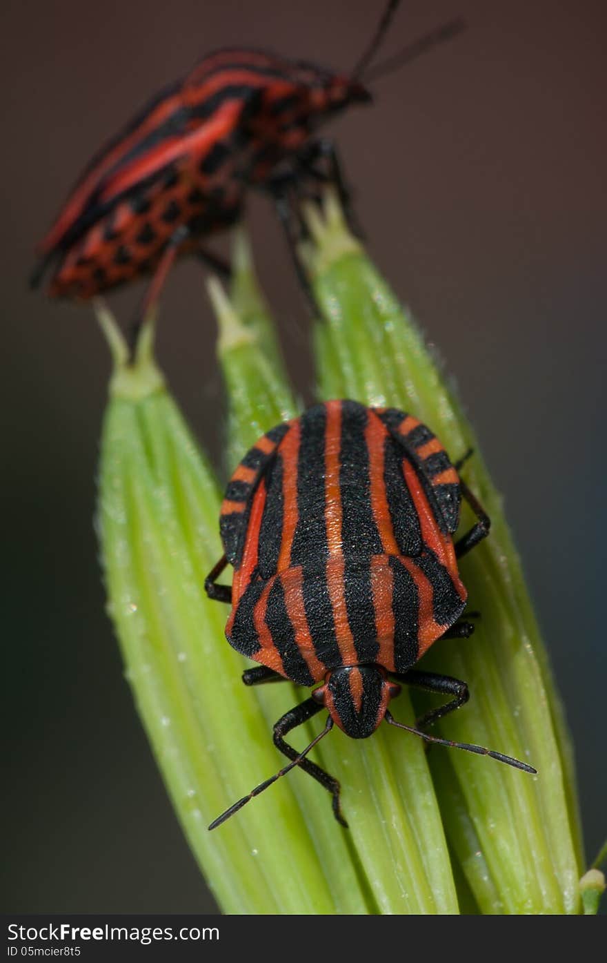 Red and black striped minstrel bug vertical macro.