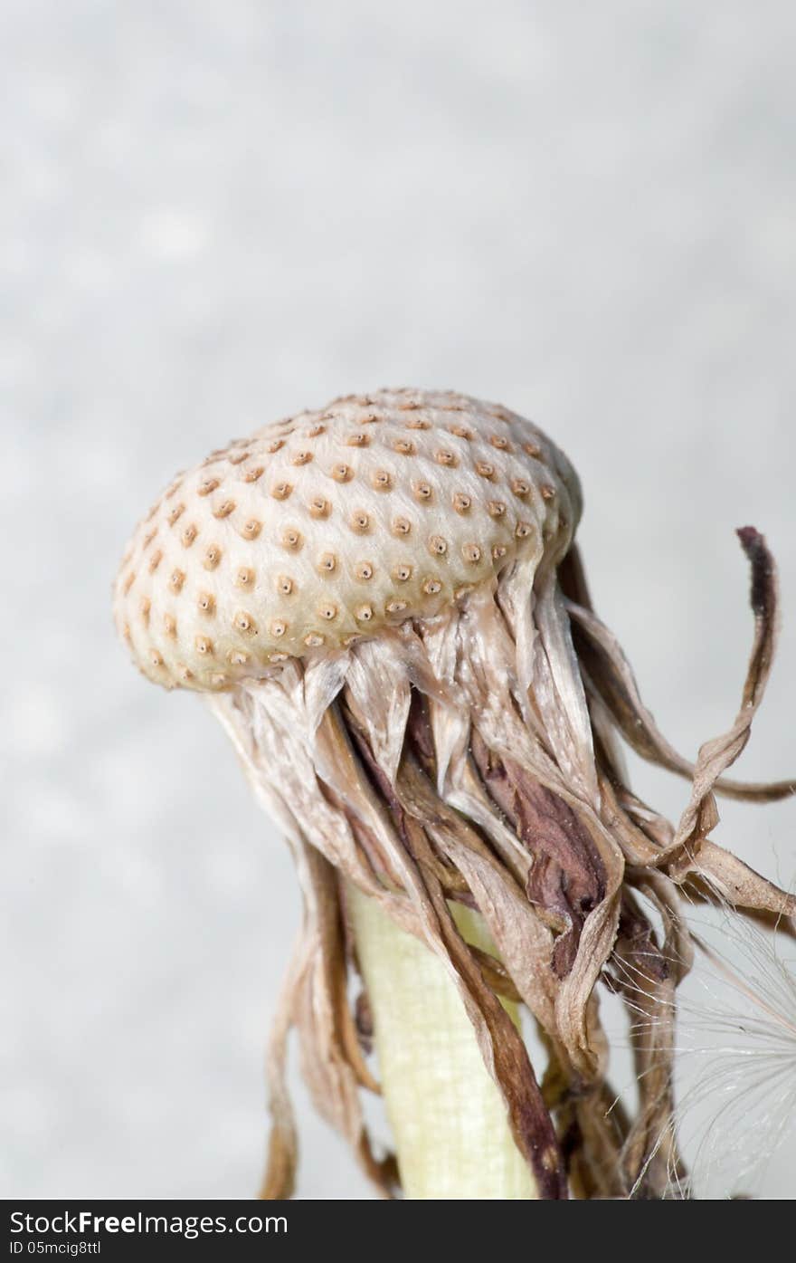 Dandelion with all seeds blown away - Taraxacum officinale. Dandelion with all seeds blown away - Taraxacum officinale.