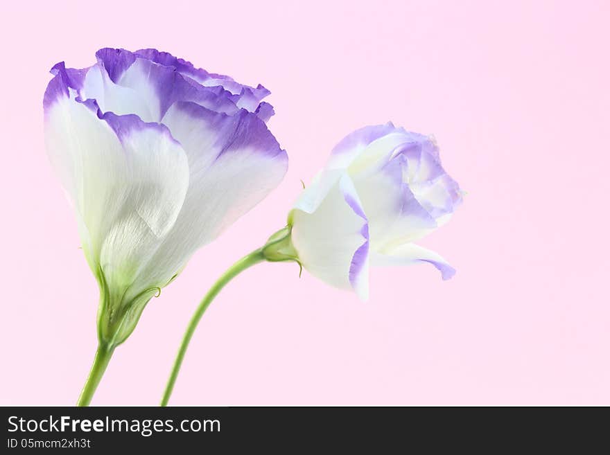 Eustoma in a pink background