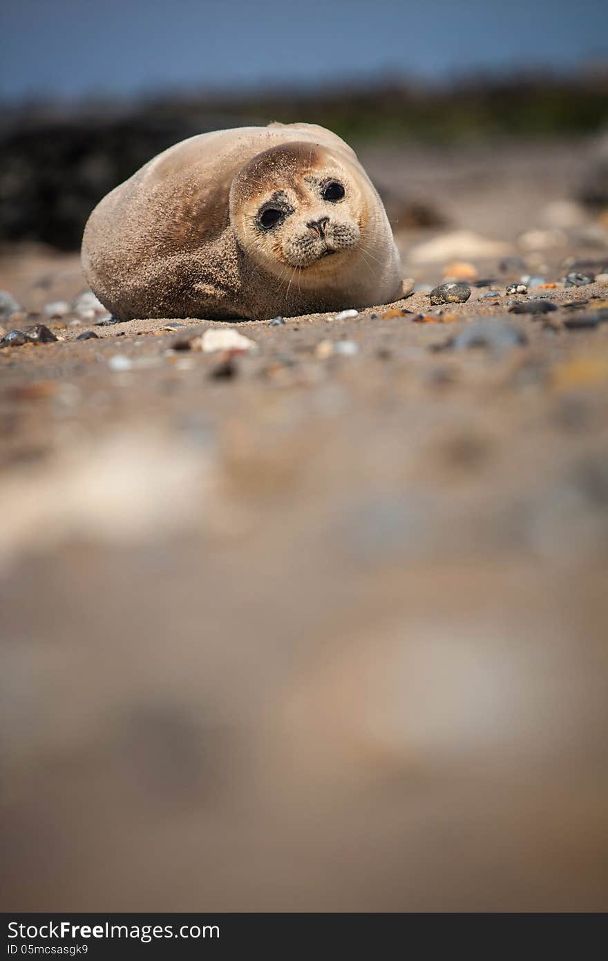 Seal