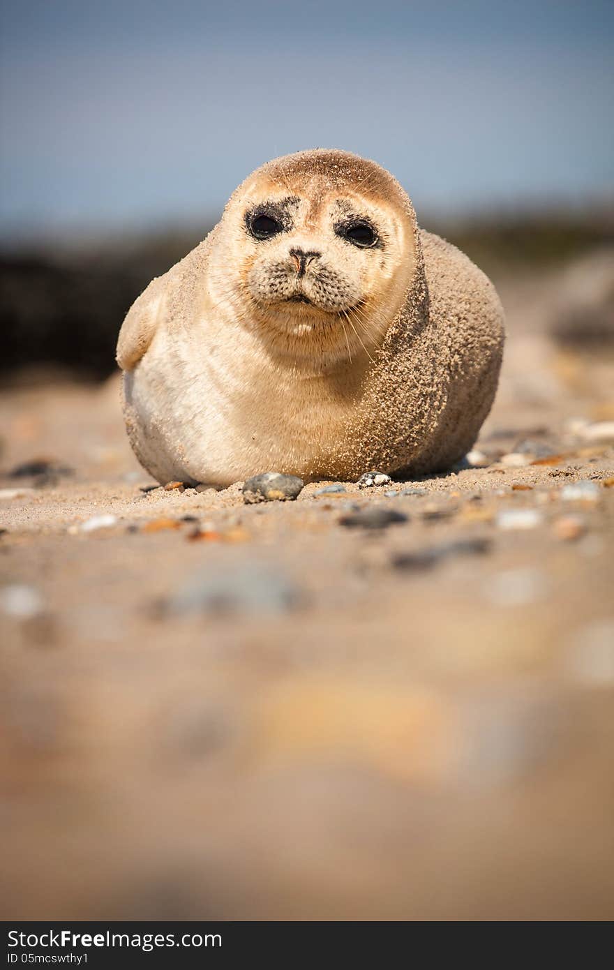 Seal